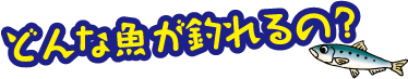 どんな魚が釣れるの？