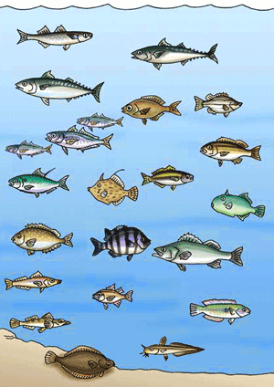 身近で釣れるお魚図鑑