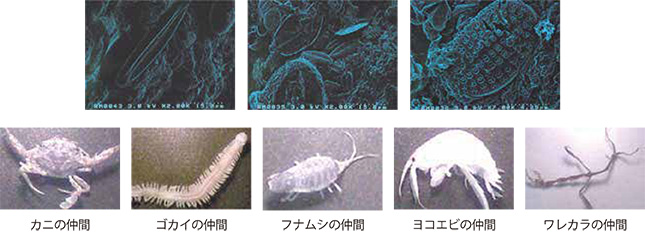 エサに付着していた微生物、および小動物